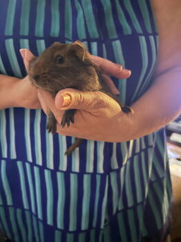 Rescue Guinea Pig Guinea Pigs for Adoption - Ben | PetCurious